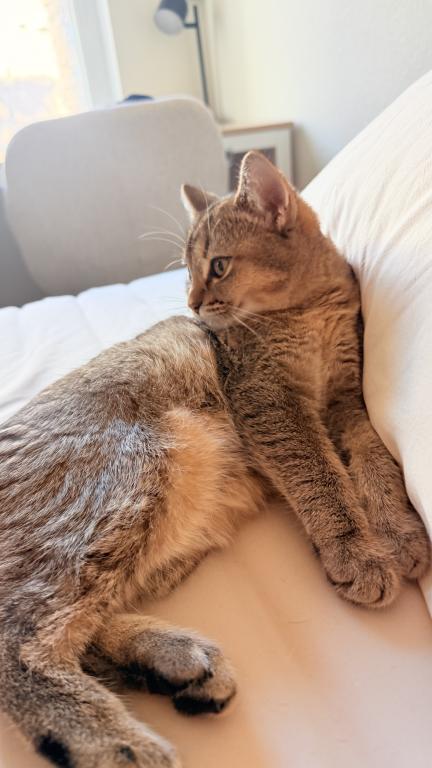 Mochi photo 10