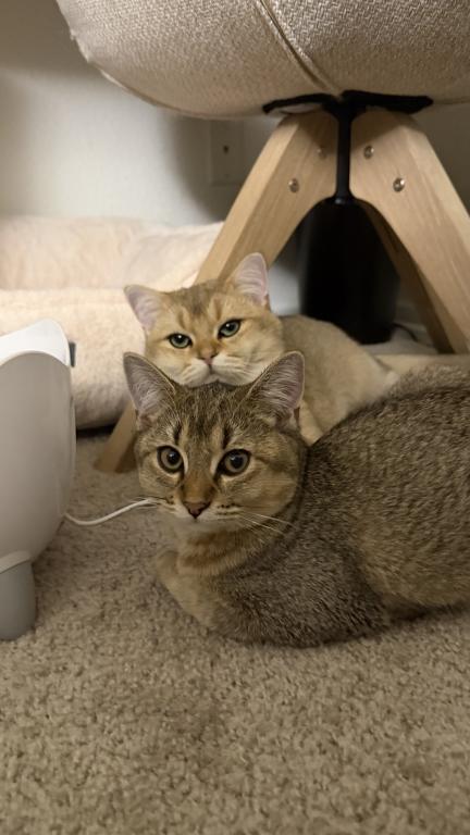 Mochi photo 4