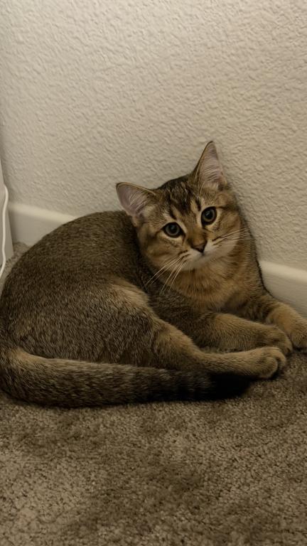 Mochi photo 6