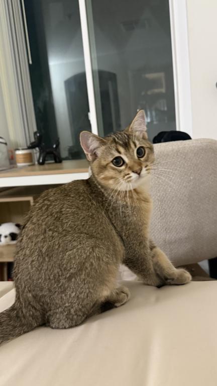 Mochi photo 3