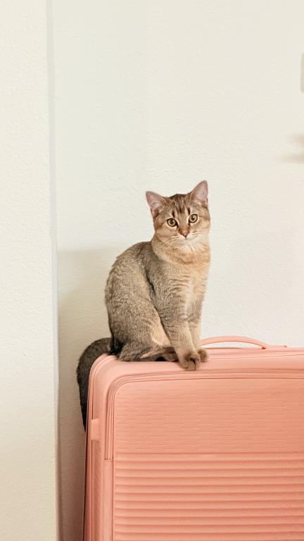 Mochi photo 12