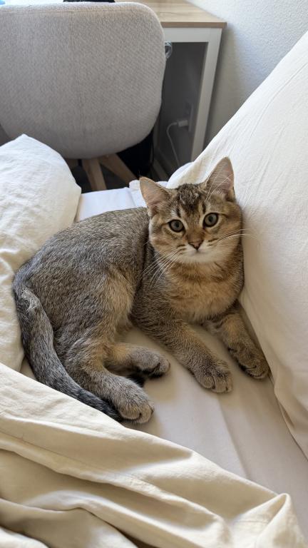 Mochi photo 11