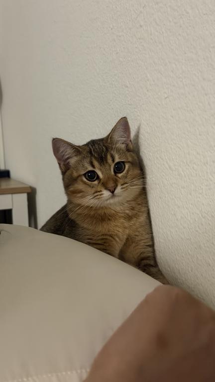 Mochi photo 1