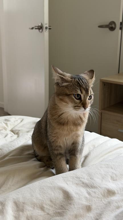 Mochi photo 7