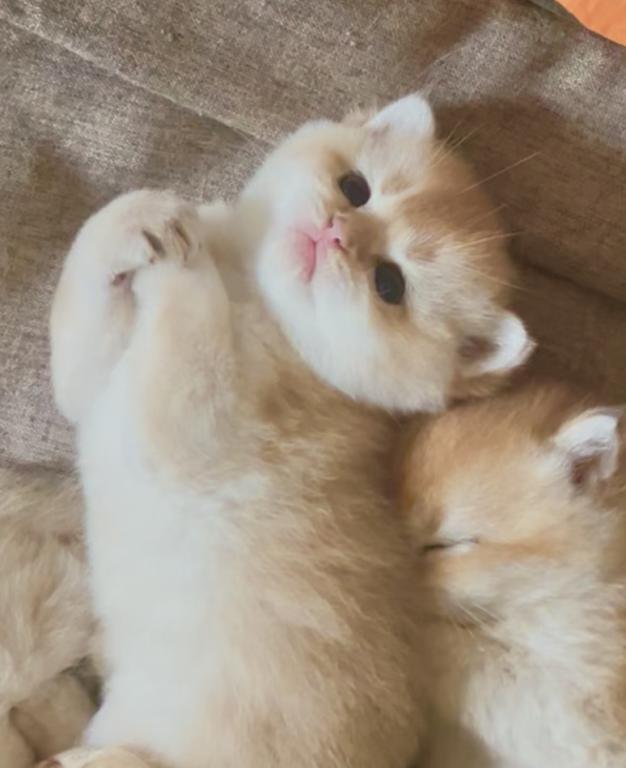 Golden Flkitten1 photo 7