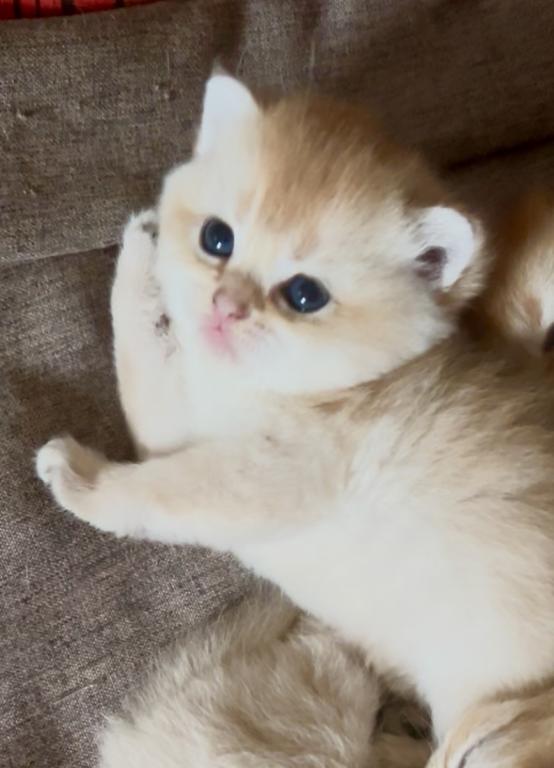 Golden Flkitten1 photo 2