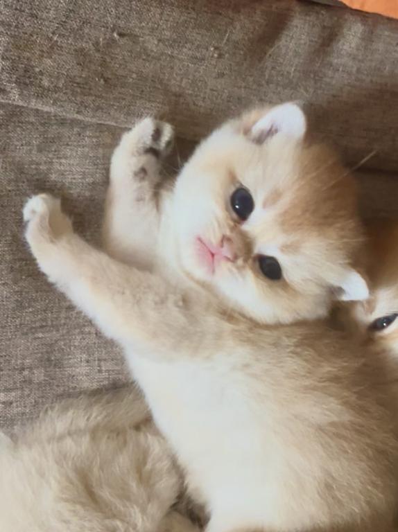 Golden Flkitten1 photo 6