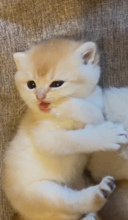 Golden Flkitten1 photo 13