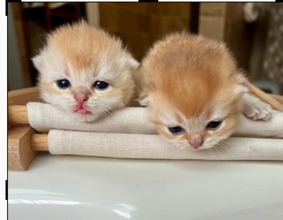 Golden Flkitten1 photo 17