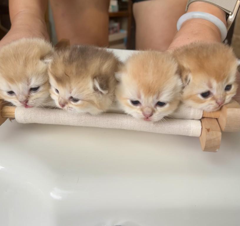 Golden Flkitten1 photo 18