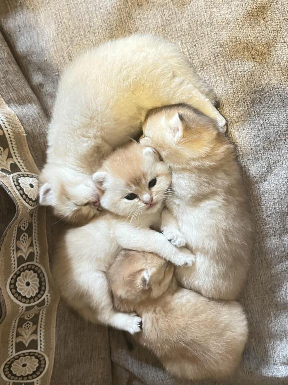 Golden Flkitten1 photo 5