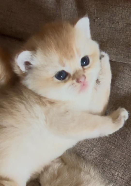 Golden Flkitten1 photo 1