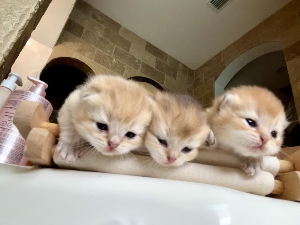 Golden Flkitten1 photo 16