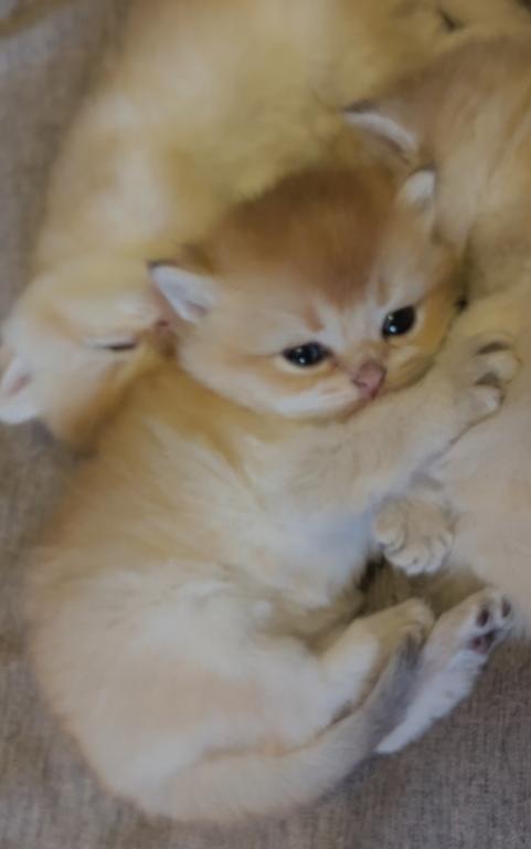 Golden Flkitten1 photo 8