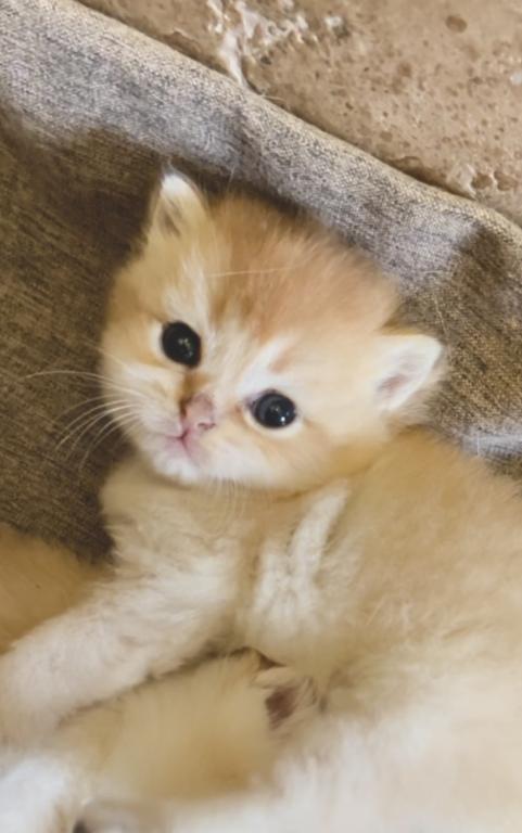 Golden Flkitten1 photo 9