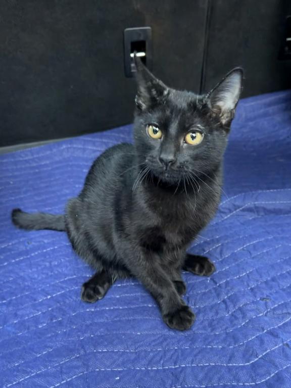 Male Kitten Quarter Siamese All Black