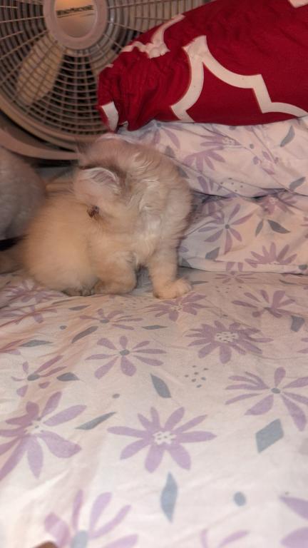 Persian Babies Available photo 88