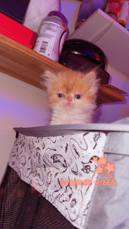 Persian Babies Available photo 73