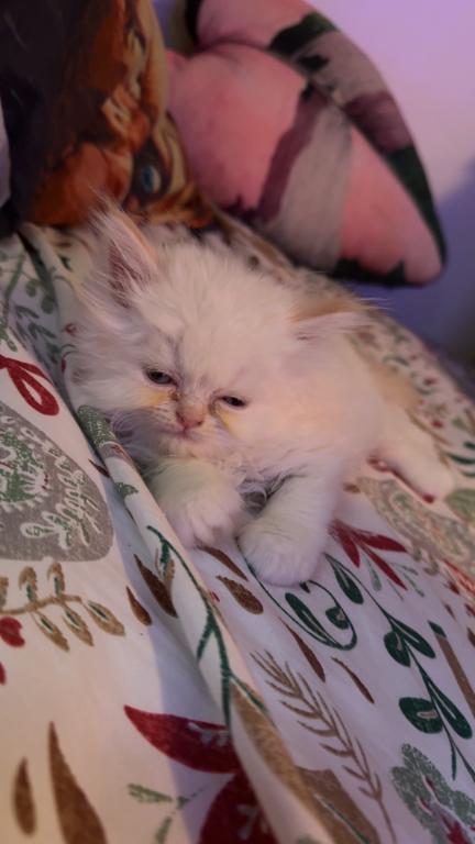 Persian Babies Available photo 65