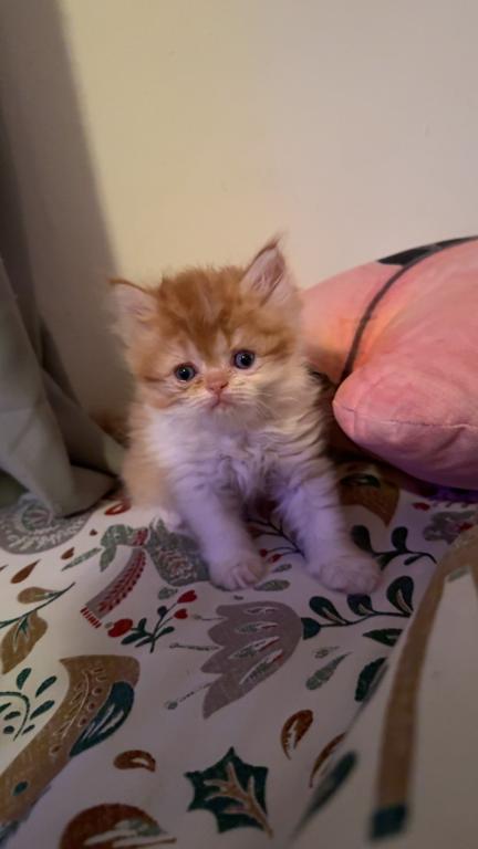 Persian Babies Available photo 40