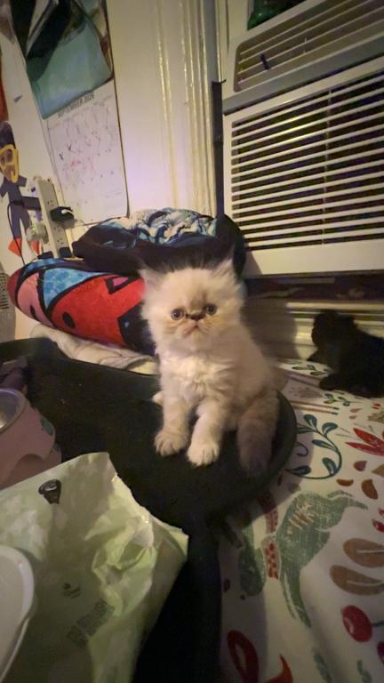 Persian Babies Available photo 41