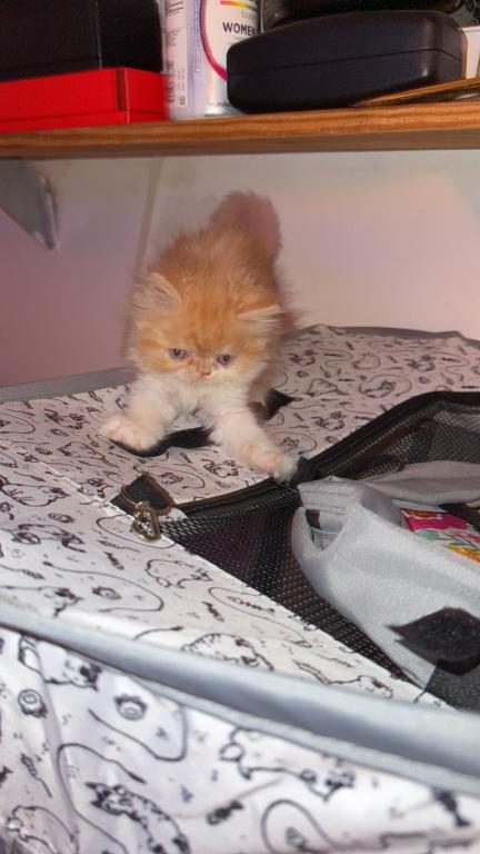 Persian Babies Available photo 87