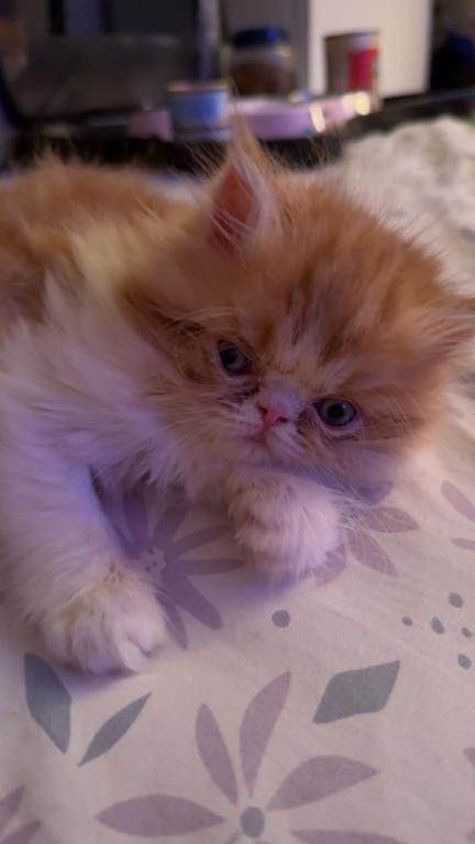 Persian Babies Available photo 106