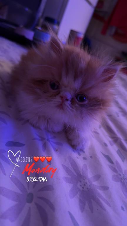 Persian Babies Available photo 101