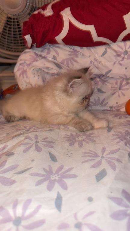 Persian Babies Available photo 85