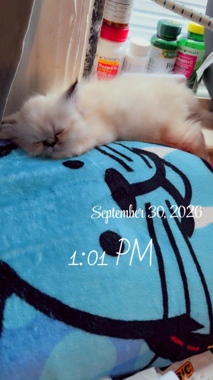 Persian Babies Available photo 112
