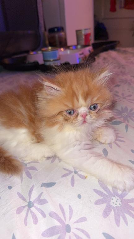 Persian Babies Available photo 103