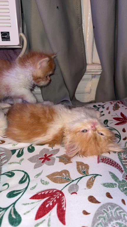Persian Babies Available photo 25