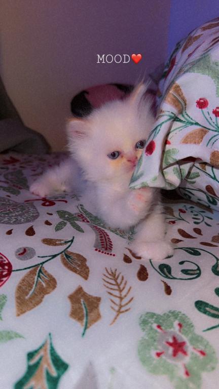 Persian Babies Available photo 21