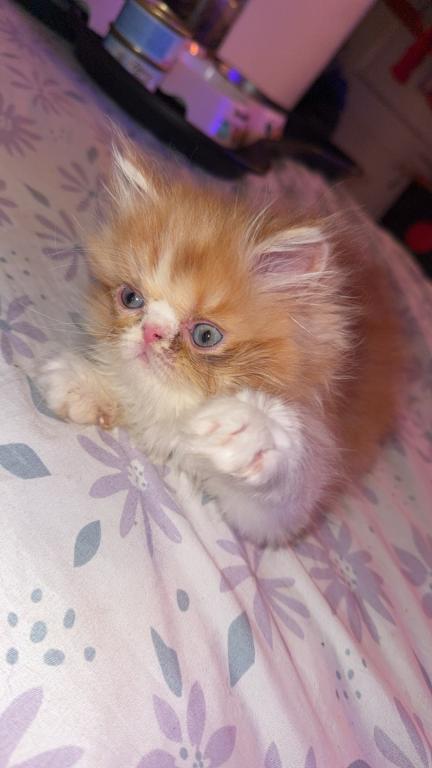 Persian Babies Available photo 92