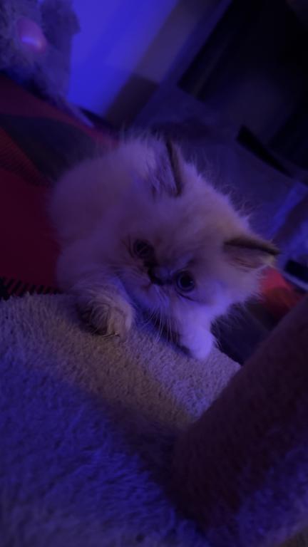 Persian Babies Available photo 117