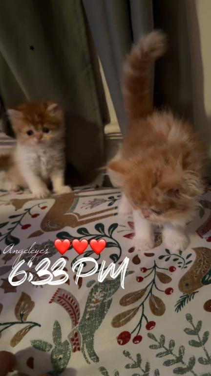 Persian Babies Available photo 48