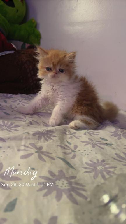Persian Babies Available photo 90