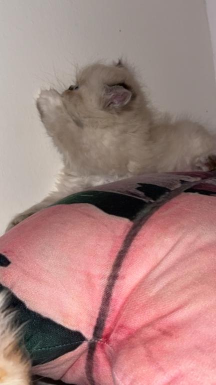 Persian Babies Available photo 27