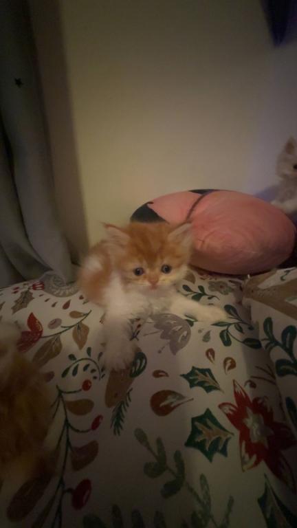 Persian Babies Available photo 39
