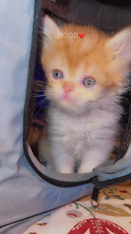 Persian Babies Available photo 19