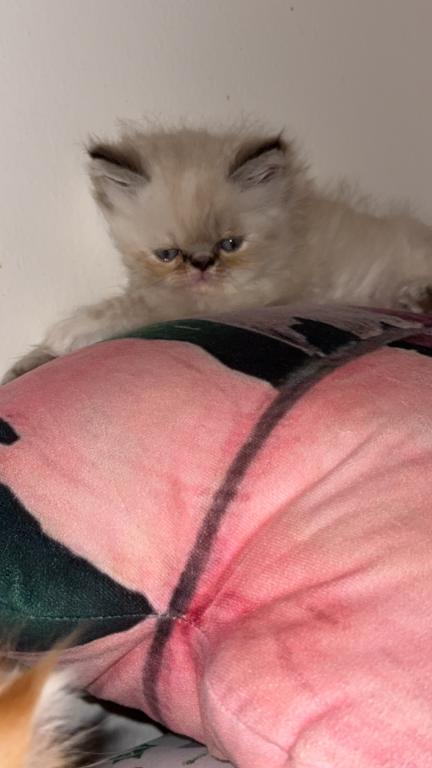 Persian Babies Available photo 29