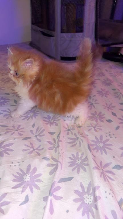 Persian Babies Available photo 91