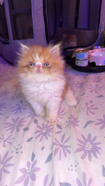 Persian Babies Available photo 99