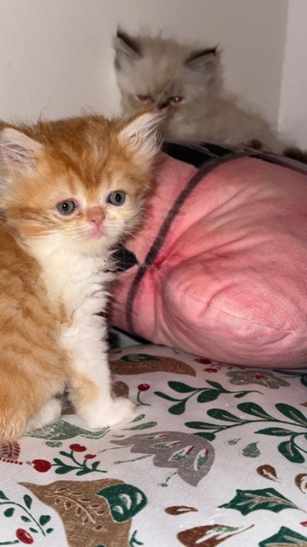 Persian Babies Available photo 31