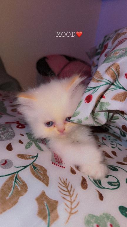 Persian Babies Available photo 20