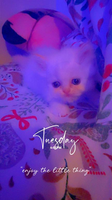 Persian Babies Available photo 15