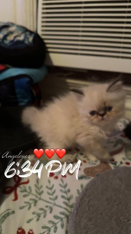 Persian Babies Available photo 52