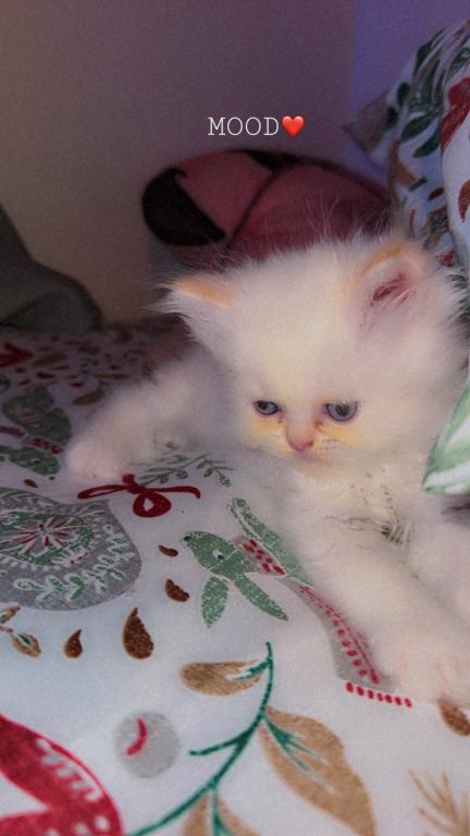 Persian Babies Available photo 22