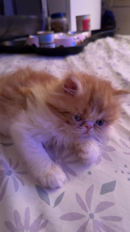 Persian Babies Available photo 105