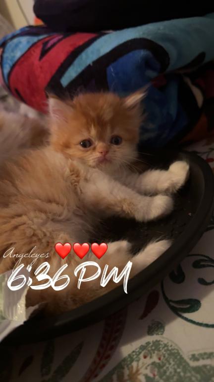 Persian Babies Available photo 61